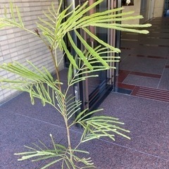 観葉植物(エバーフレッシュ)