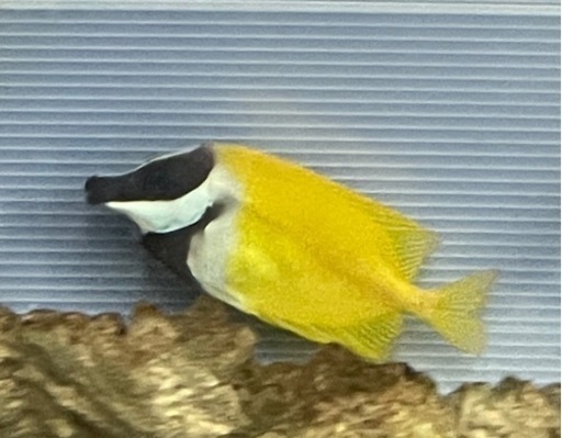 写真の海水魚引き取ってくれる方居ますか？ 写真の海水魚引き取ってくれる方居ますか？