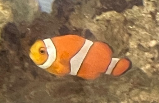 写真の海水魚引き取ってくれる方居ますか？