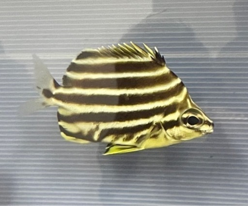 写真の海水魚引き取ってくれる方居ますか？ 写真の海水魚引き取ってくれる方居ますか？