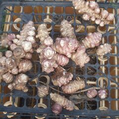 赤菊芋　キクイモ　天然のインスリン　イヌリン豊富4ｋｇ