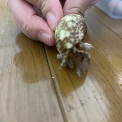 オカヤドカリ＋飼育セット