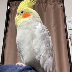 迷子オカメインコ捜索中