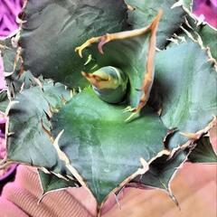 アガベ　チタノタ　覇王竜　大株