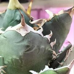 アガベ　チタノタ　覇王竜　大株