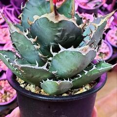 アガベ　チタノタ　覇王竜　大株