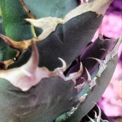 アガベ　チタノタ　覇王竜　大株