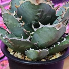 アガベ　チタノタ　覇王竜　大株