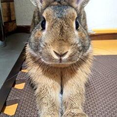 飼い主が病のため、この子の里親になってください。