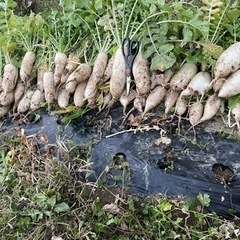 終了！！大根　小さいの大量　　定型分無視します