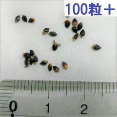 【3月〜種まき適期】蓼藍（タデアイ） 種子100粒+　2022年...