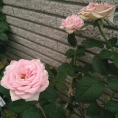 ピンクの薔薇の鉢植え（切り花種）