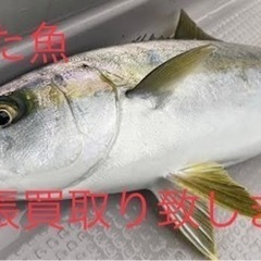 魚の出張買取します！三重伊勢から1時間圏内で釣られた魚の出張買取...