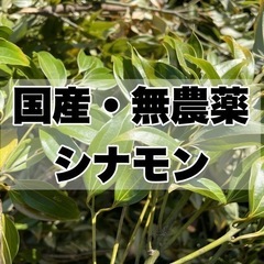 シナモンの枝　葉っぱ　ニッキ　肉桂