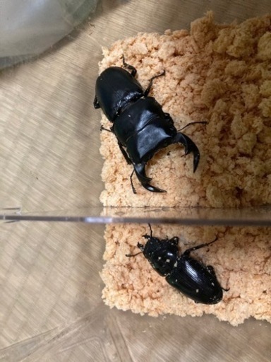 国産、外国産オオクワガタ福袋4血統