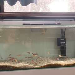 熱帯魚、水槽セット 現状