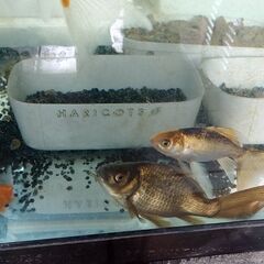 🐟️鉄魚🐠