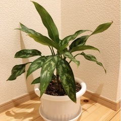 観葉植物　アグラオネマ　47cm　6号鉢と受け皿付き