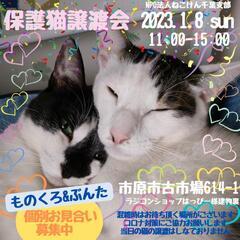 ねこけん千葉支部🐈️保護猫譲渡会開催します🙇‍♀️⤵️