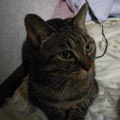 北海道　白老町大町付近　迷い猫(1/1早朝)【拡散希望】 - 手伝って/助けて