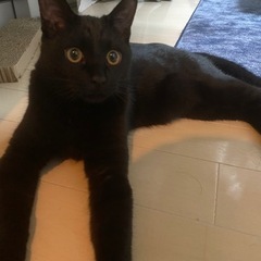 [募集終了]人懐っこい黒猫ちゃんです。