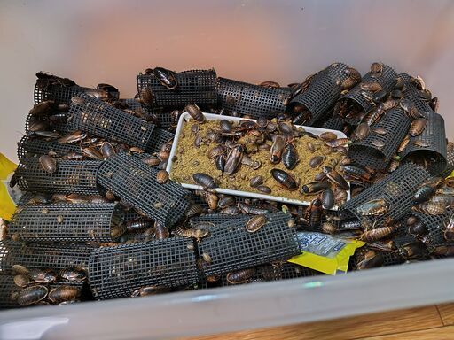 デュビア 爬虫類 餌用 全サイズMIX