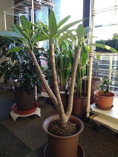 三年物 プルメリア ジェニー3本立ち3月1日写真追加