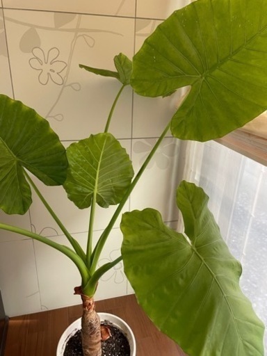 観葉植物 クズイモ 室内プランツ
