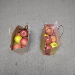 青森県産    りんご    品種不明   (代理出品)