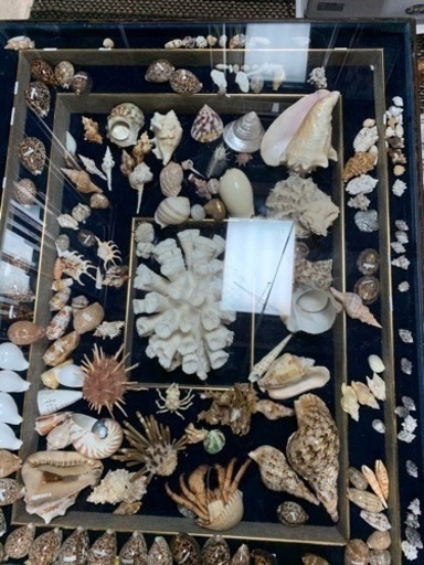 沖縄貝殻テーブル