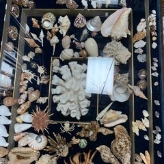 【ネット決済】沖縄貝殻テーブル