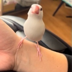 白文鳥 メス 2歳