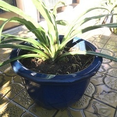 万年青の植木鉢