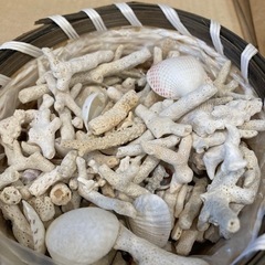 沖縄で拾った珊瑚と貝殻