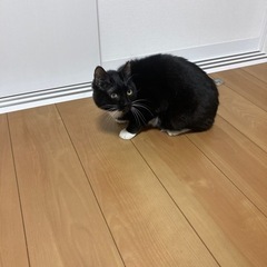 里親募集　黒猫メス 2才7ヶ月 - 泉佐野市