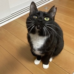 里親募集　黒猫メス 2才7ヶ月