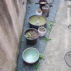 植木鉢と、睡蓮鉢など