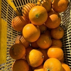 自家栽培オレンジ、みかん、岩津ネギ、冬野菜たち