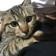 子猫　4ヶ月の画像