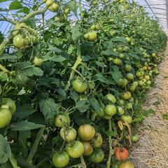 トマト収穫作業
