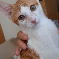 甘えんぼう茶白子猫　7か月チカくん