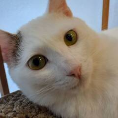 シッポシマシマのほぼ白猫　1歳半のホシくん
