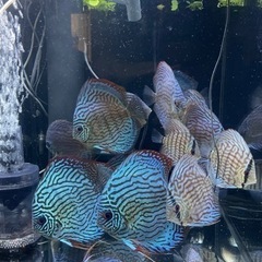 値下げ！　ディスカス ペア　1/8産卵中 3回の繁殖経験有り　