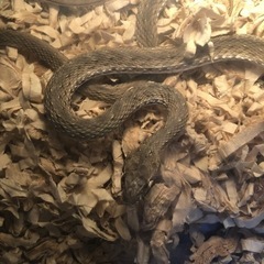 モンペリエ蛇　/爬虫類