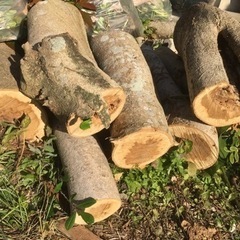 ①材木　木材　丸太　薪　焚き木　無料　DIY 薪ストーブ