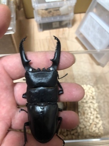 パラワンオオヒラタ　kuni血統　即ブリ