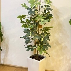 フェイクグリーン 観葉植物 カポック 大型 約160cm