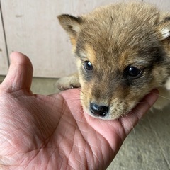 子犬の里親を募集します - 岡山市