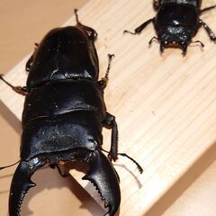 決まりました！謹賀新年　クワガタ福袋　限定１個