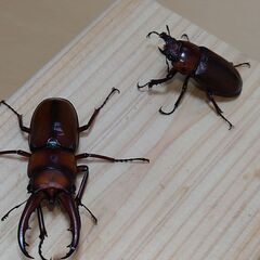 決まりました！謹賀新年　クワガタ福袋　限定１個